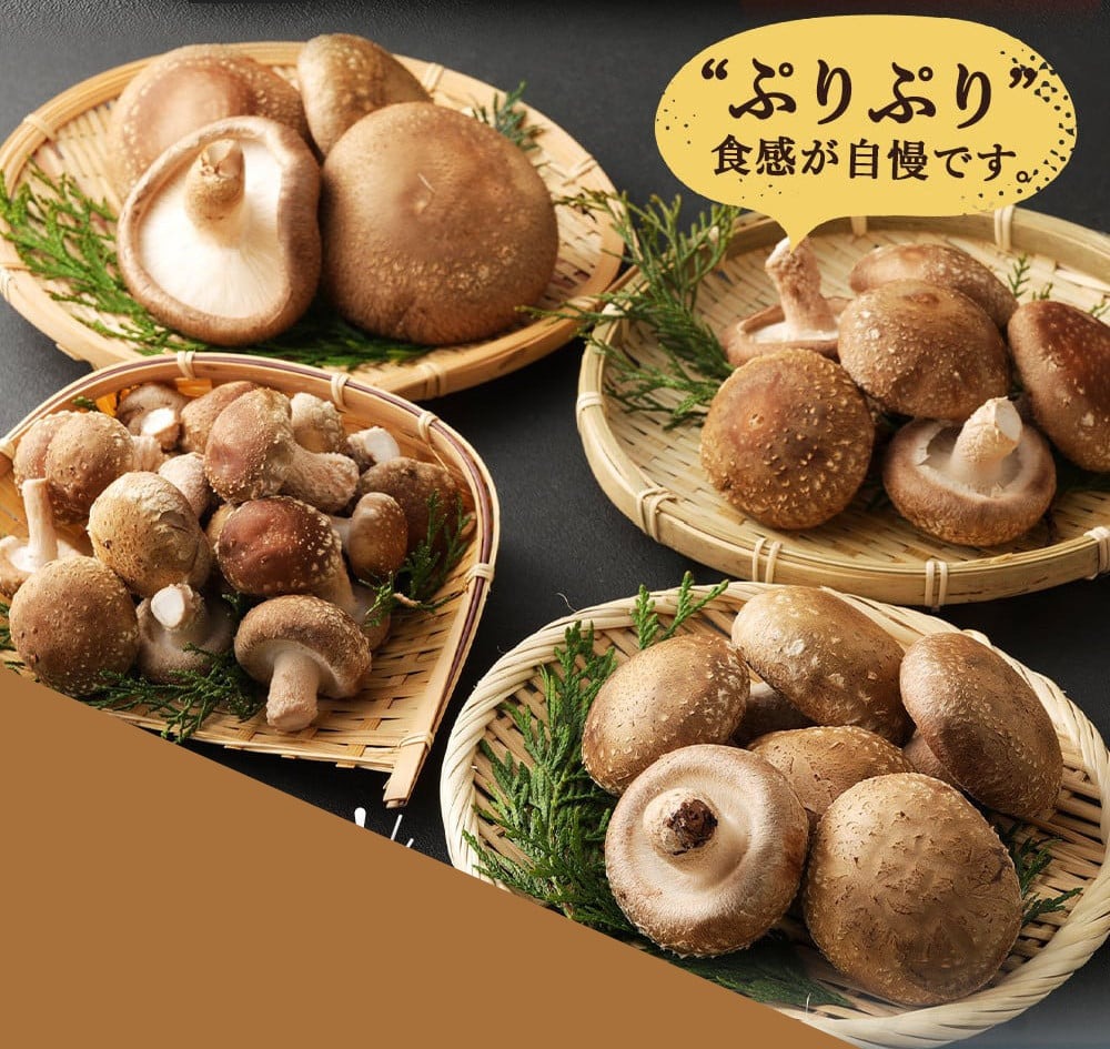 国産 佐喜浜しいたけ 約500g 椎茸 しいたけ 菌床 きのこ キノコ 調理 料理 ごはん ご飯 うまみ 6000円 高知県