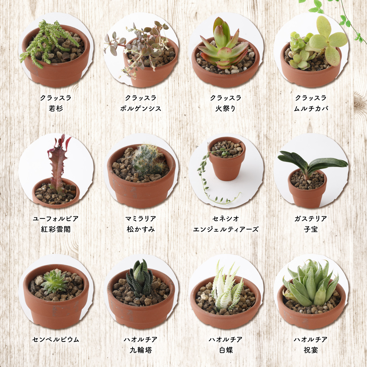 多肉植物の小苗２０本セット（２０種類アソート）