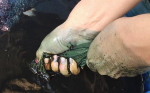 「深海王国」室戸からお届けする　グソクますく