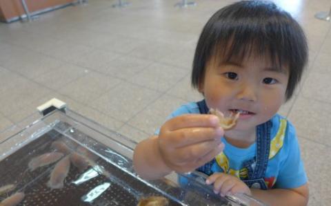 「深海王国」室戸からお届けする「活オオグソクムシ」【３匹】甲殻類 エビ・カニの仲間 珍味 高知県 室戸市 生きたまま 話題性