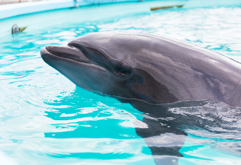 浅瀬ふれあい体験１名（５歳以上小学生）