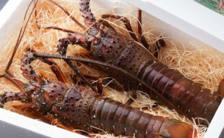 徳さんオススメ海の幸定期便【計５回】