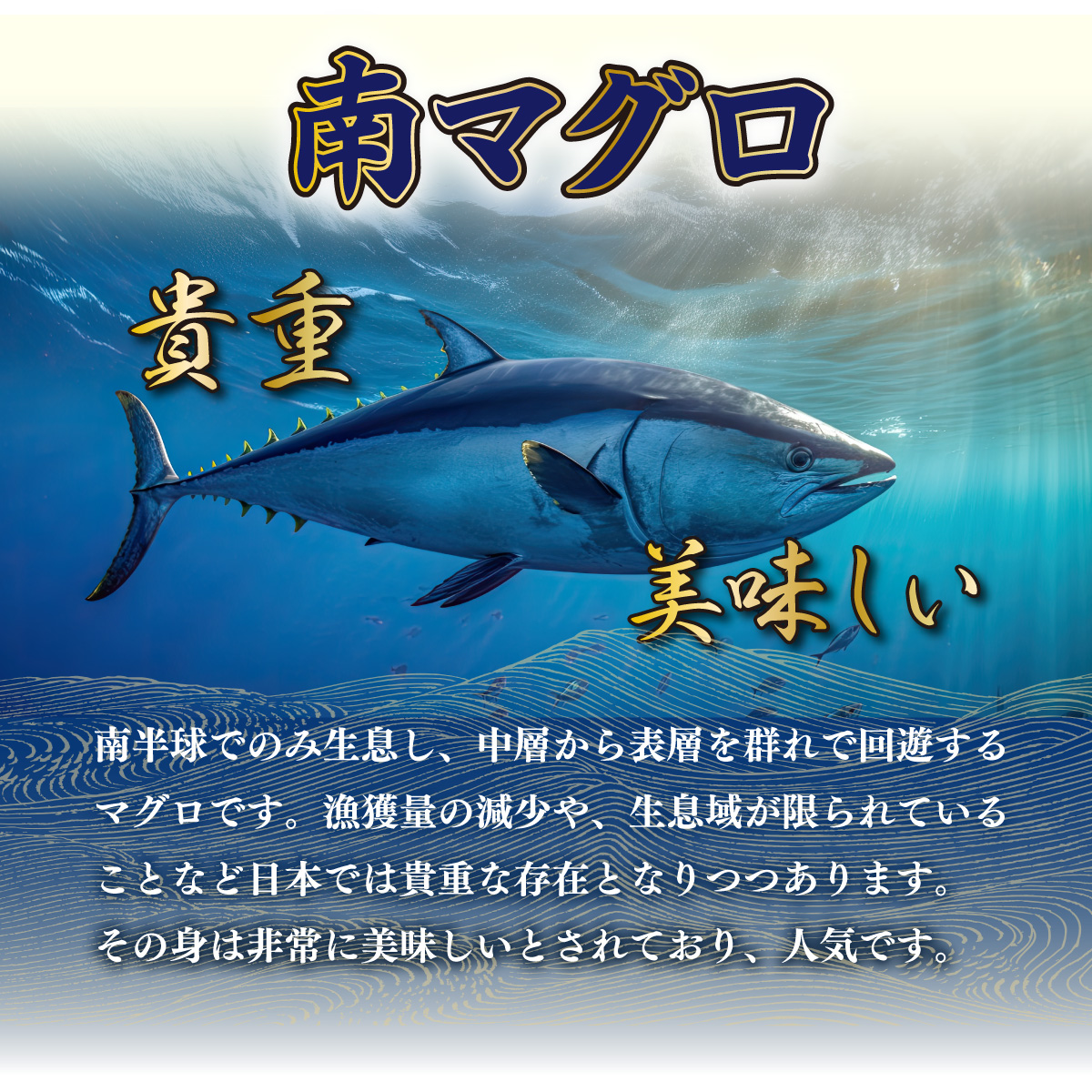 【室戸市】 厳選 天然 南マグロ 赤身 中トロ 大トロ 650g