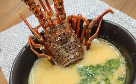 活きイセエビ 1.5㎏以上 伊勢エビ 伊勢海老 えび 産地直送 送料無料 エビフライ 刺身 高知県 室戸市