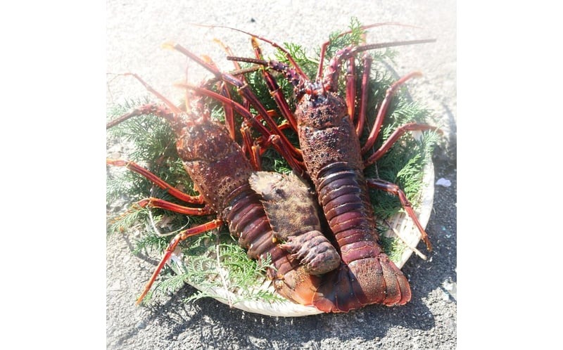 活 伊勢海老 訳あり 1.5kg(5匹＋タビエビ) 冷蔵 – 活き伊勢海老 訳あり 室戸産 国産 エビ えび 海鮮 魚介 産地直送 プリプリ 味噌汁 刺身 焼き物 汁物 室戸海洋深層水 黒潮 高知県 室戸市