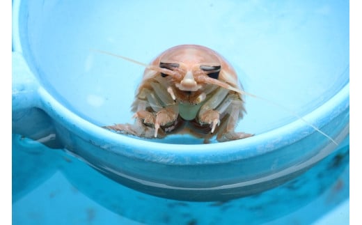 室戸からの招待状「海来に乗船していざ深海生物漁業体験」試食付 体験 ペア 子どもから大人まで 夏休み クルージング 船内設備あり 高知県 太平洋