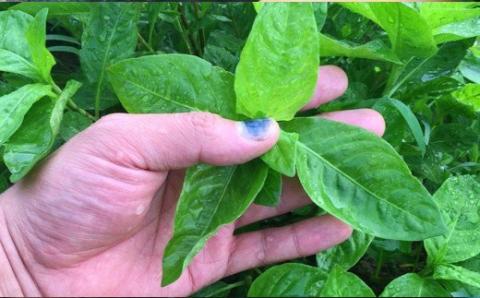 「深海王国」室戸からお届けする　グソクますく