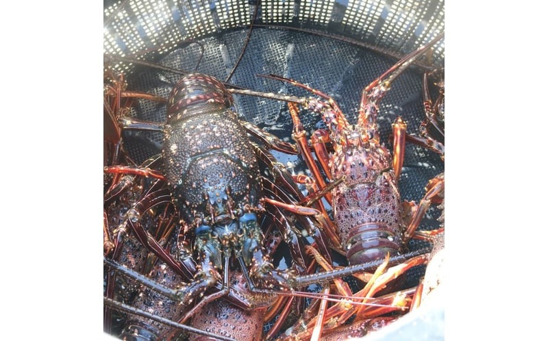 活 伊勢海老 訳あり 1.5kg(5匹＋タビエビ) 冷蔵 – 活き伊勢海老 訳あり 室戸産 国産 エビ えび 海鮮 魚介 産地直送 プリプリ 味噌汁 刺身 焼き物 汁物 室戸海洋深層水 黒潮 高知県 室戸市