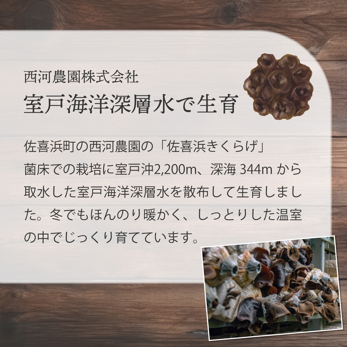 佐喜浜キクラゲ（天日干し）　計３００ｇ　３０g×１０袋詰め合わせセット