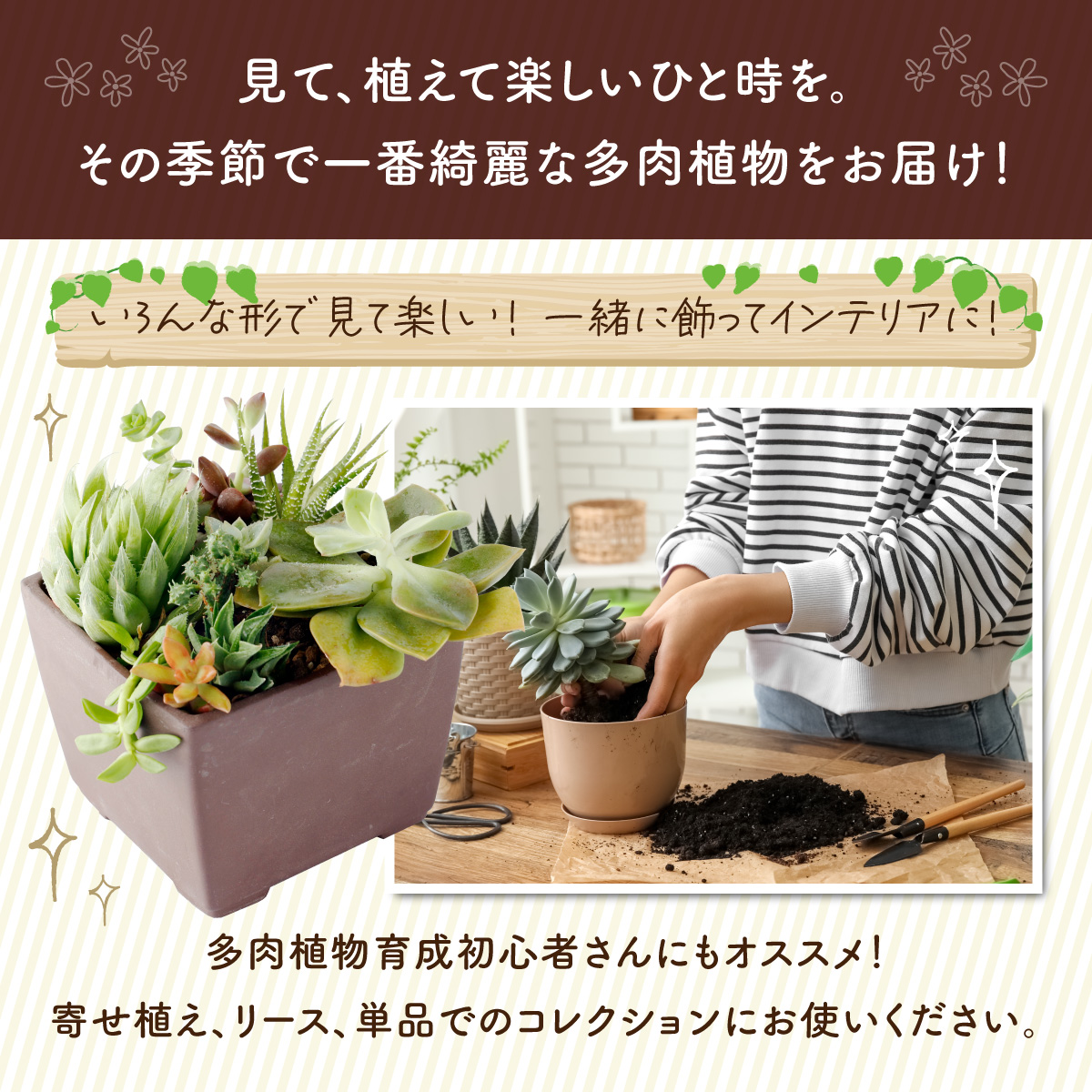 ふるさと納税】【初心者におすすめ】多肉植物の小苗１０本セット（１０ ...