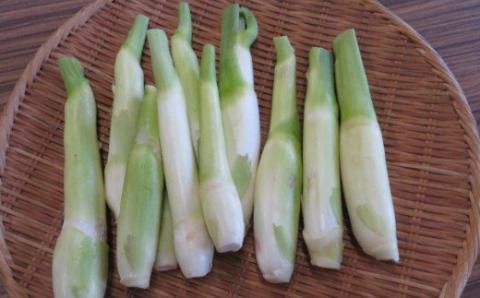 【期間限定・先行予約】マコモダケ 1kg