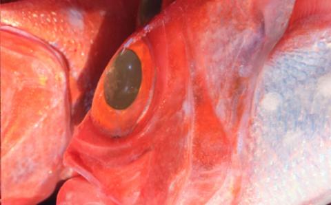 漁師直送　天然地金目鯛　８００ｇ～９００ｇ　１匹