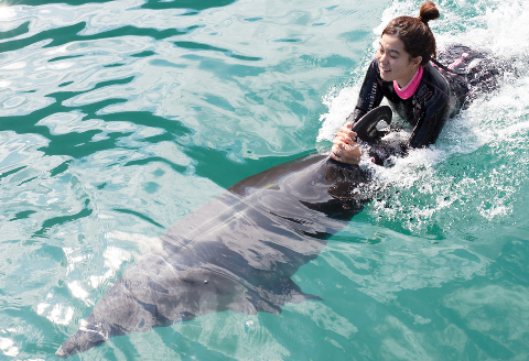 ドルフィンスイム１名（中学生以上）