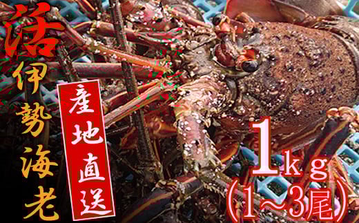 活き伊勢海老 1㎏以上 伊勢エビ 伊勢海老 えび 産地直送 送料無料 エビフライ 刺身 高知県 室戸市
