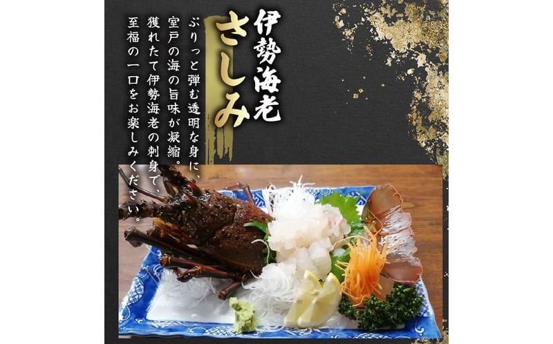 伊勢海老 1kg(3尾～5尾＋タビエビ) 冷蔵 活き伊勢海老 室戸産 国産 エビ えび 海鮮 魚介 産地直送 プリプリ 味噌汁 刺身 焼き物 汁物 室戸海洋深層水 黒潮 高知県 室戸市