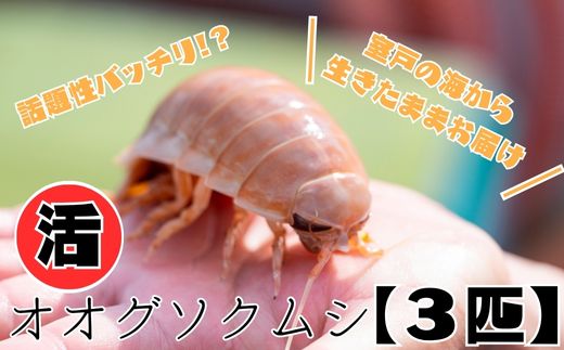 「深海王国」室戸からお届けする「活オオグソクムシ」【３匹】甲殻類 エビ・カニの仲間 珍味 高知県 室戸市 生きたまま 話題性