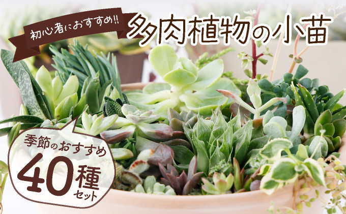 多肉植物の小苗４０本セット（４０種類アソート）