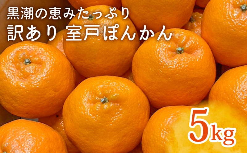 【先行予約】ぽんかん LLサイズ 5kg｜農家直送 甘い 訳あり 家庭用 数量限定 ポンカン 濃厚 柑橘 果物 みかん 蜜柑 旬 人気 高知県 室戸市 ふるさと納税 LLサイズ