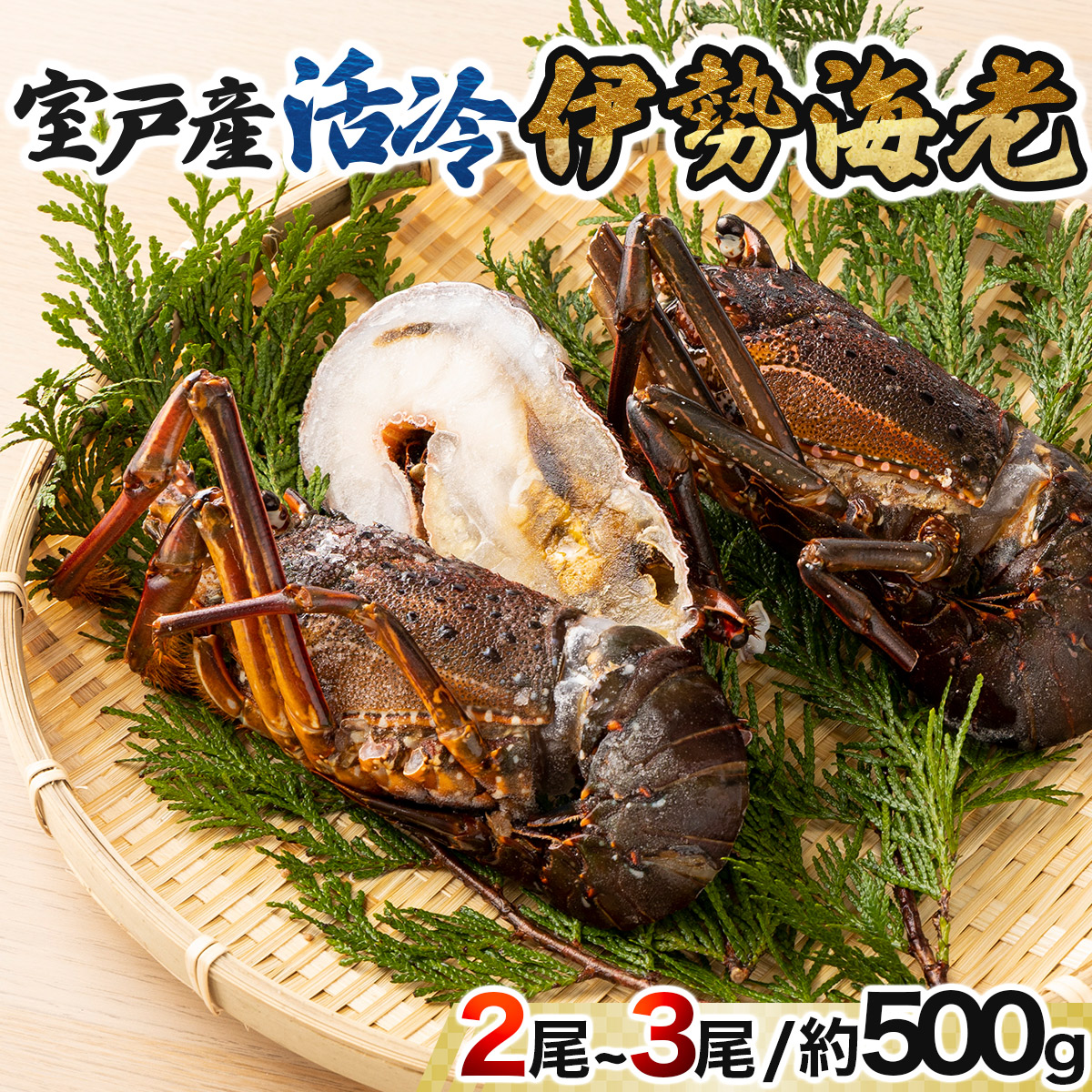 室戸産活冷伊勢海老【２～３尾】