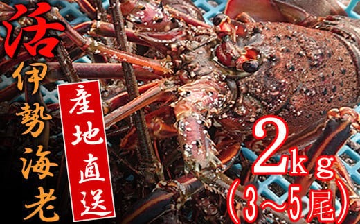 活きイセエビ 2kg以上 伊勢エビ 伊勢海老 正月 パーティー エビフライ 刺身