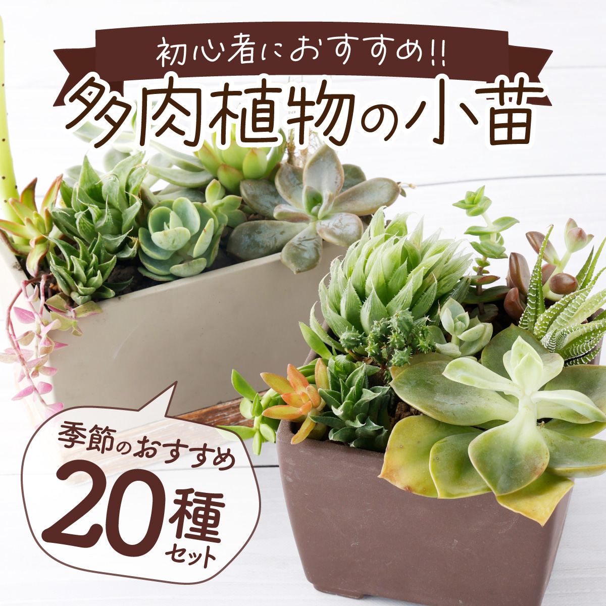 ふるさと納税】【初心者におすすめ】多肉植物の小苗１０本セット（１０種類アソート） 5000円 可愛い ミニサイズ 人気 オススメ 趣味 インテリア  ナチュラル 自然 風水 緑 かわいい 初心者 おすすめ 送料無料