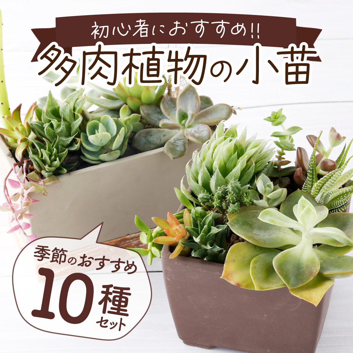 [初心者におすすめ]多肉植物の小苗10本セット(10種類アソート)