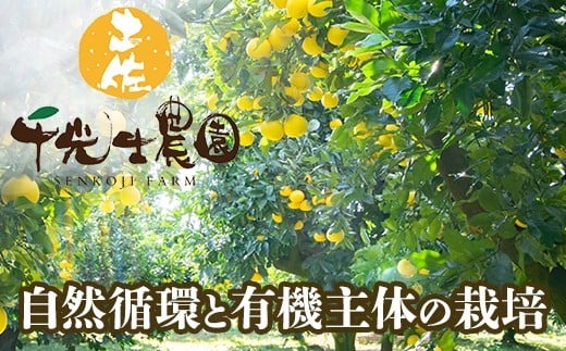 【R8年発送】 土佐文旦 L~4L 約5kg 訳あり フルーツ 柑橘 ぶんたん 特産品 高知県産 家庭用 果物 ジューシー 爽やか 酸味 甘み 芳香 2月 3月 4月 熟成 贈答用 ギフト 旬 季節限定 千光士農園 安芸市 高知県