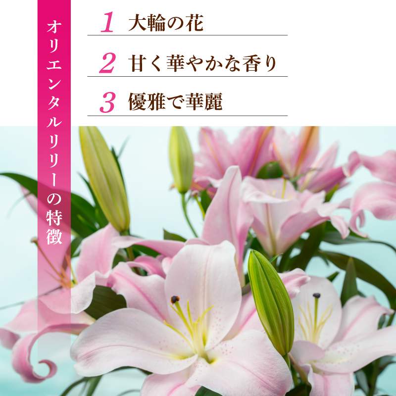 定期便2回 ユリ オリエンタルリリー 7本