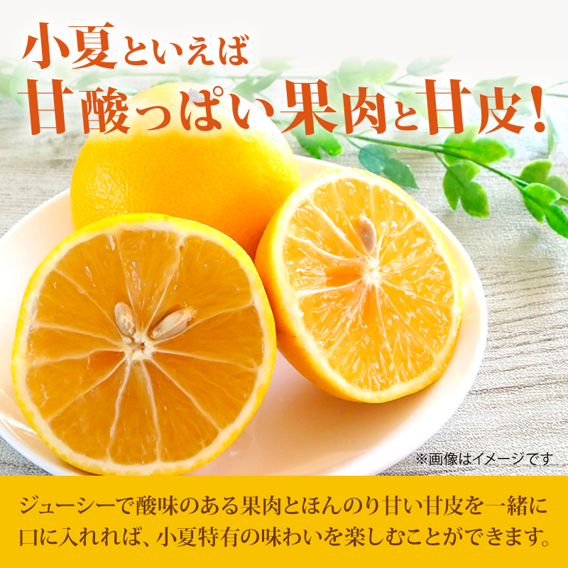 【先行予約】【令和8年さん】 メリーガーデンの小夏 3kg 果物 みかん 期間限定 旬 柑橘