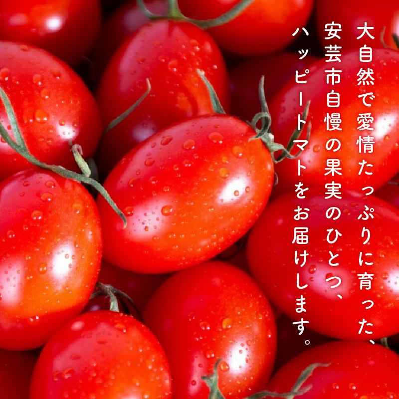 【先行予約】 ハッピートマト 3kg トマト フルーツトマト 野菜 糖度 とまと
