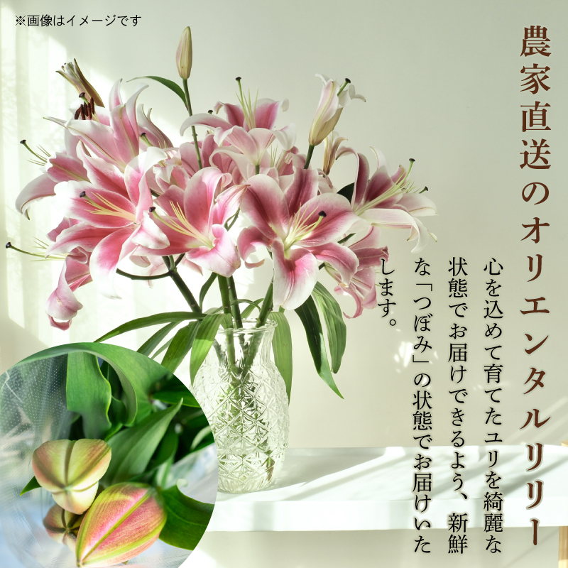 定期便2回 ユリ オリエンタルリリー 10本