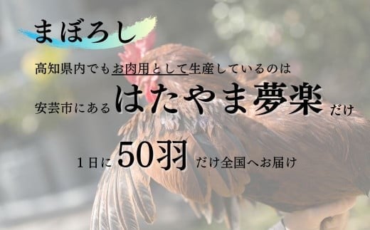 【ふるさと納税 ごちそうアワード2025 準大賞】  地鶏 土佐ジロー 尽くし セット
