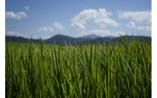 先行予約 令和8年度産 もち米 5kg