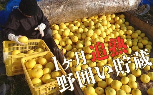 【R8年発送】 土佐文旦 L~4L 約5kg 訳あり フルーツ 柑橘 ぶんたん 特産品 高知県産 家庭用 果物 ジューシー 爽やか 酸味 甘み 芳香 2月 3月 4月 熟成 贈答用 ギフト 旬 季節限定 千光士農園 安芸市 高知県