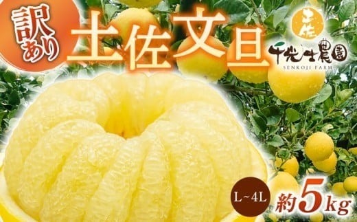 【R8年発送】 土佐文旦 L~4L 約5kg 訳あり フルーツ 柑橘 ぶんたん 特産品 高知県産 家庭用 果物 ジューシー 爽やか 酸味 甘み 芳香 2月 3月 4月 熟成 贈答用 ギフト 旬 季節限定 千光士農園 安芸市 高知県