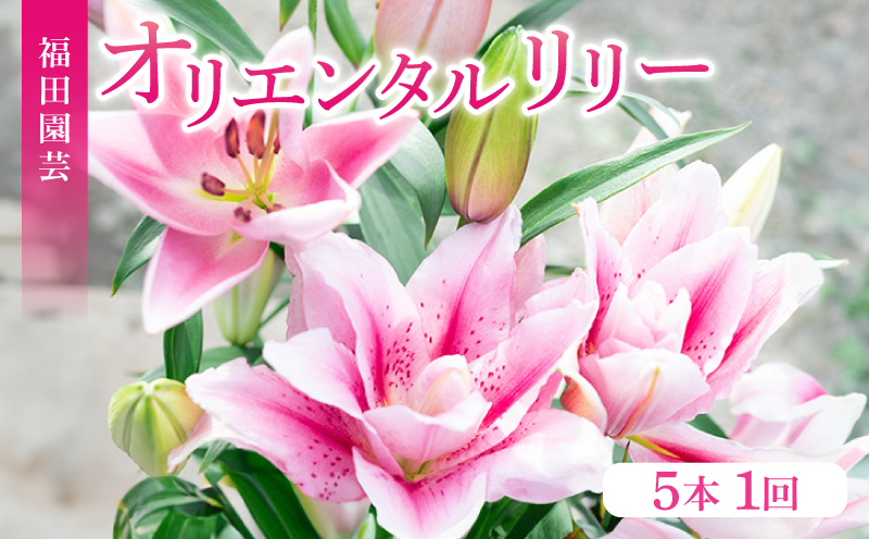 ユリ オリエンタルリリー 5本セット