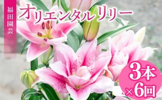 定期便6回 ユリ オリエンタルリリー 3本