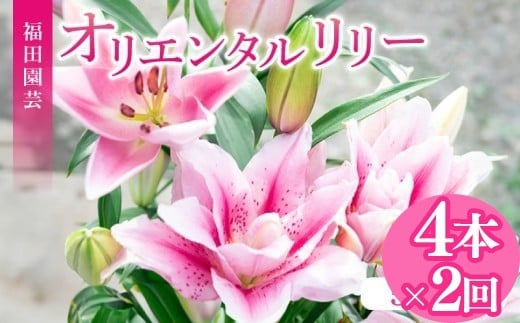 定期便2回 ユリ オリエンタルリリー 4本