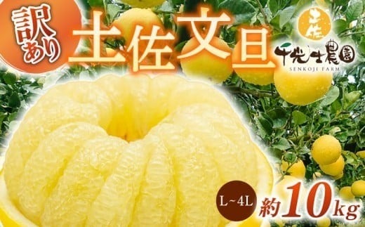 【 R8年発送 】 土佐文旦 L~4L 約10kg 訳あり 柑橘 フルーツ 果物 ブンタン 文旦 とさぶんたん 高知県 特産品 ギフト プレゼント 贈り物 おいしい 熟成 爽やか 酸味 甘い 果汁 ジューシー 家庭用 旬 季節 限定 2月 3月 4月 春 お取り寄せ グルメ 千光士農園 L 2L 3L 4L 17玉 22玉 安芸市 高知県