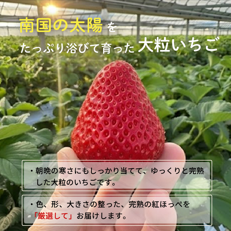 先行予約 いちご 紅ほっぺ 贈答品 1箱（1パック：9～15粒） 2026年1月発送開始 | 高級 厳選 こだわり 贅沢 贈り物 ギフト プレゼント 限定 お取り寄せ 苺 いちご 果物 くだもの フルーツ 人気 旬 甘い 大粒 高糖度 産地直送 期間限定 高知県 南国市