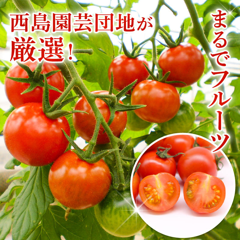 フルティカトマト 1kg | トマト フルティカトマト とまと フルーツ 果物 野菜 厳選 人気 ギフト プレゼント 贈り物 くだもの 旬 お取り寄せ 甘い 産地直送トマト 季節限定 期間限定 西島園芸団地 高知県 南国市