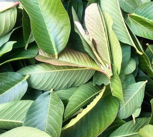 有機グアバ農園の グルテンフリーチップス うす焼きチップス 25g×3個