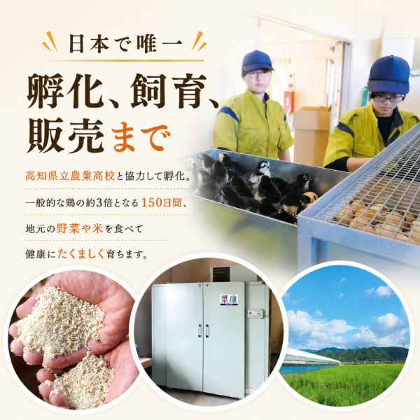 シャモッケ 24個 揚げ物 冷凍コロッケ 惣菜コロッケ 惣菜 ころっけ コロッケ おかず 国産鶏肉 チキン とりにく 鶏肉 高知県 南国市