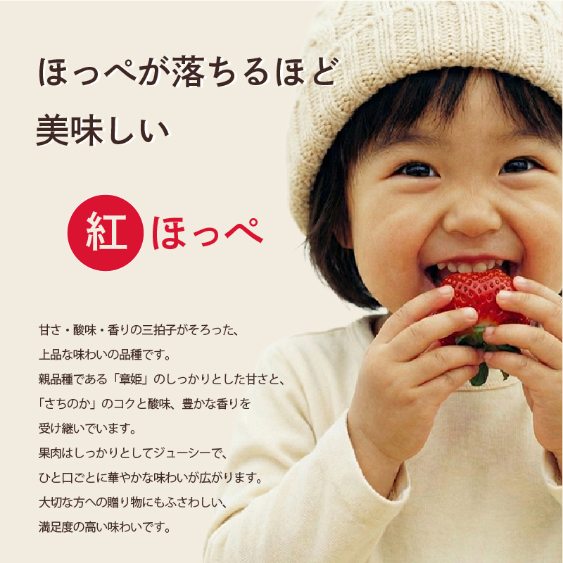 先行予約 いちご 紅ほっぺ 贈答品 2箱（4パック：36～54粒） 2026年1月発送開始 | 高級 厳選 こだわり 贅沢 贈り物 ギフト プレゼント 限定 お取り寄せ 苺 いちご 果物 くだもの フルーツ 人気 旬 甘い 大粒 高糖度 産地直送 期間限定 高知県 南国市