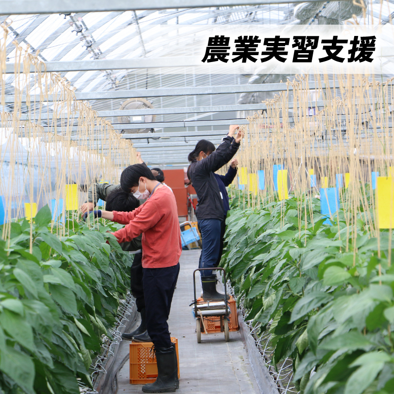 【返礼品なし/5,000円】 高知大学 農林海洋科学部 支援事業(教育・研究・地域貢献を支える寄附) | 実習・フィールドワーク支援 研究支援 地域貢献活動支援 人材育成 高知県 南国市 高知大