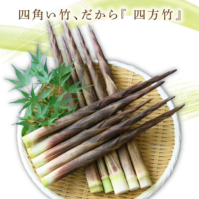 四方竹 土佐煮 120g×2パック 鰹だし 秋 シャキシャキ 食感 珍味 季節 特産 珍しい 柔らか 筍 タケノコ 竹の子 高知県 南国市