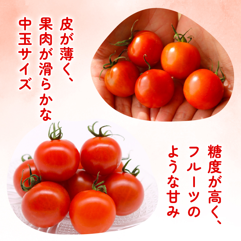 フルティカトマト 2kg | トマト フルティカトマト とまと フルーツ 果物 野菜 厳選 人気 ギフト プレゼント 贈り物 くだもの 旬 お取り寄せ 甘い 産地直送トマト 季節限定 期間限定 西島園芸団地 高知県 南国市