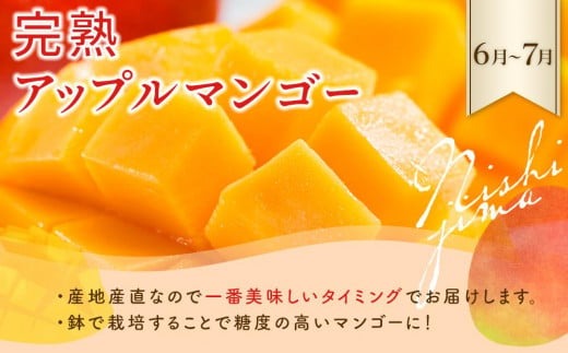 【年5回 旬のフルーツ定期便】季節のフルーツセット｜いちご スイカ マンゴー メロン フルーツ トマト 定期便 ふるーつ定期便 果物定期便 旬 夏フルーツ 秋フルーツ 冬フルーツ くだもの 贈答 ギフト 人気 おすすめ 高知県 南国市