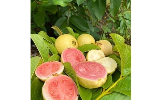 有機グァバ農園の完熟フルーツソース Guava＆Lemon(グァバ＆レモン) 100g 1個