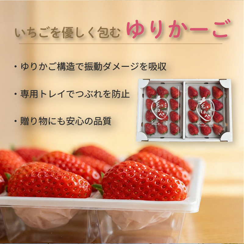 先行予約 いちご 紅ほっぺ 贈答品 2箱（4パック：36～54粒） 2026年1月発送開始 | 高級 厳選 こだわり 贅沢 贈り物 ギフト プレゼント 限定 お取り寄せ 苺 いちご 果物 くだもの フルーツ 人気 旬 甘い 大粒 高糖度 産地直送 期間限定 高知県 南国市